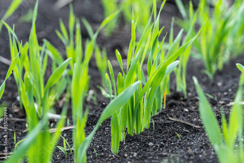 Growing Young Green Corn Seedling Sprouts in Cultivated Agricultural Farm Field, Selective Focus with Shallow Depth of Field
