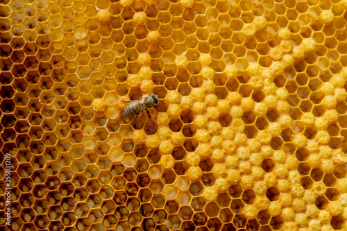 closeup of bees on honeycomb in apiary - selective focus, copy space