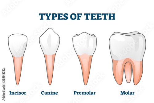 Types of teeth vector illustration. Various human tooth examples collection