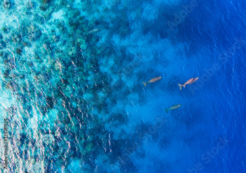 the family of dugongs (sea cow) in the blue ocean