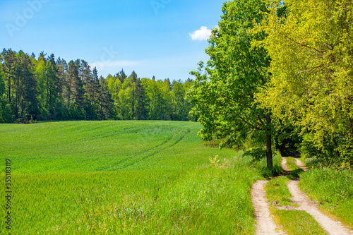 Droga pole pola wiosna rolnictwo wieś uprawy zboże drzewa