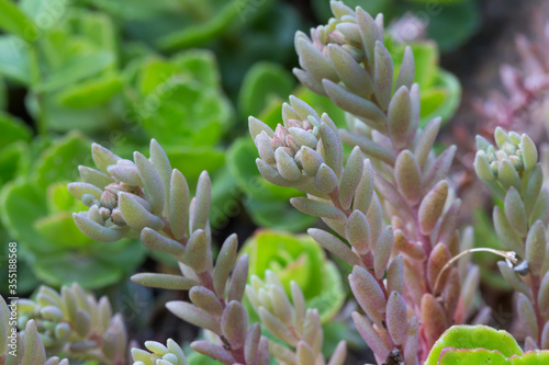 Rozchodnik, Sedum. gruboszowate, młode rośliny, rosnące wiosną w ogrodzie