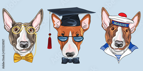 Set of Bullterrier dogs, graduated dog in glasses and bow tie, gentelman in gold pince-nez and bow tie and sailor in peakless cap and striped vest