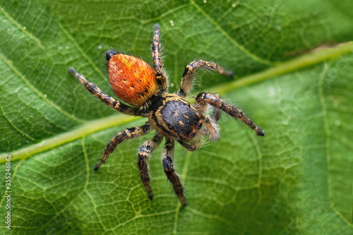 Female of Carrhotus xanthogramma jumping spider, Czech Republic, Europe