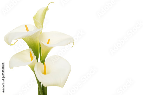 Bouquet blooming calla lilly flowers isolated on a white background with copy space