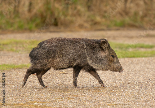 Collared Peccary