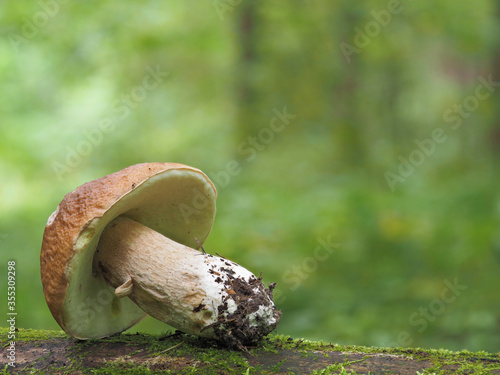 Foiled mushroom resting on the trunk of a fallen tree
