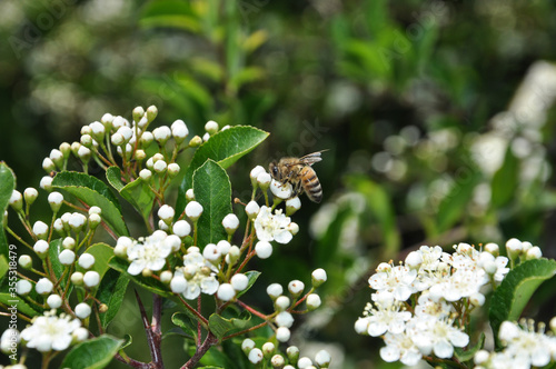 Pszczoła zbierająca pyłek kwiatowy z białych kwiatów ognika