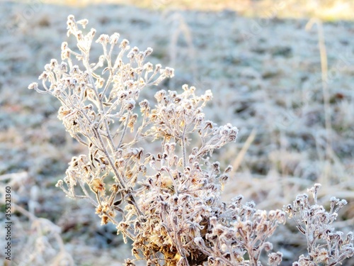 日本の田舎の風景 1月 冬の霜の朝 朝日と草叢
