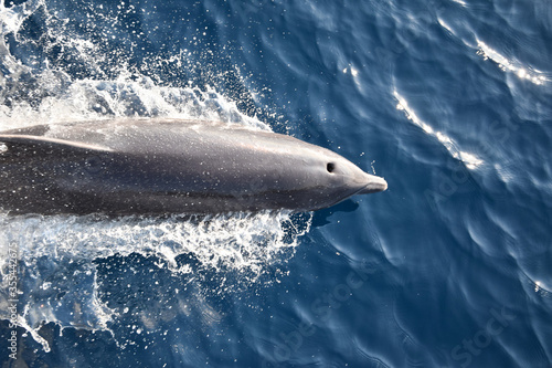 Overhead shot of a dolphin leaping out of the water with the blowhole exposed