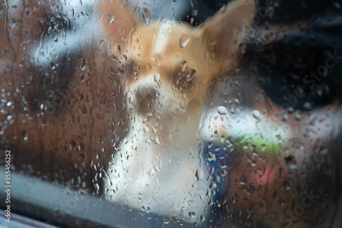 A dog locked alone in a car. Behind glass with raindrops. Anonymous dog behind muddy glass. animal abuse lonely dog.