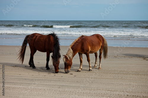 wild horses on the beach