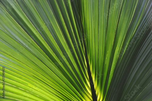 Light penetrates the palm leaf (sabal bermudana)