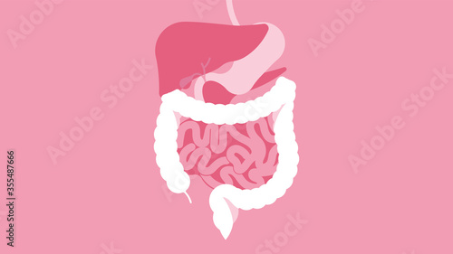 Human Digestive System. The stomach, liver, spleen, gallbladder, small intestine and large intestine. Beautiful bright illustration. Human body inside.