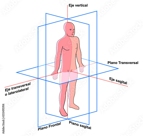 Planos y ejes del cuerpo humano