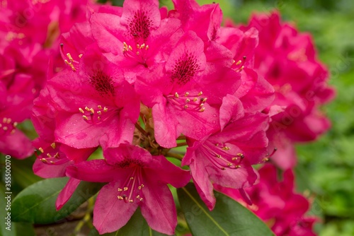 Rododendron czerwony