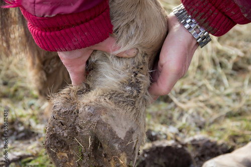 Close up shot of horses foot suffering from mud fever an illness caused by the feet being in mud and wet for long periods 