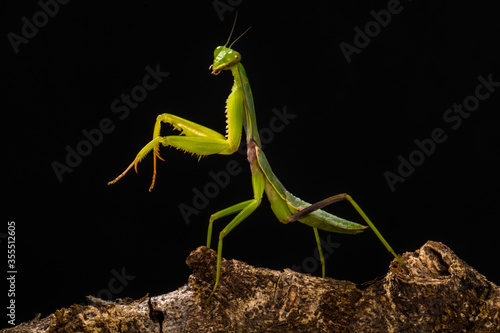 green praying mantis in branch