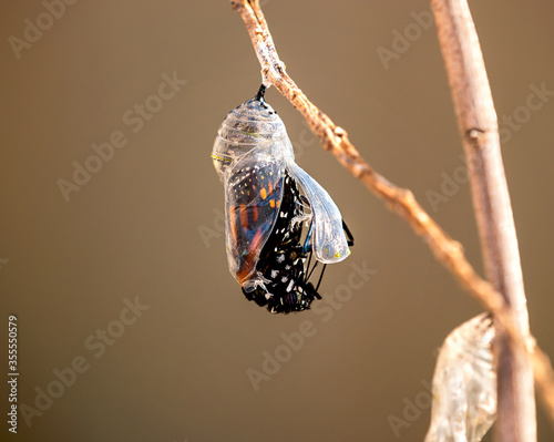 Monarch butterfly (danaus plexippus) emerging from the chrysalis on milkweed branch