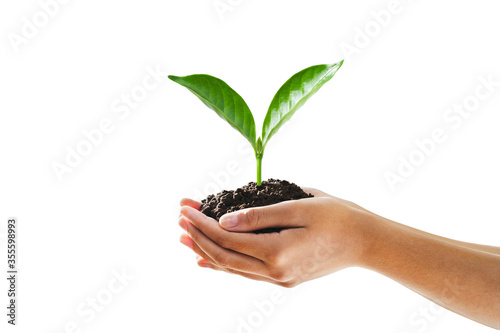 hand holding young plant isolate on white background
