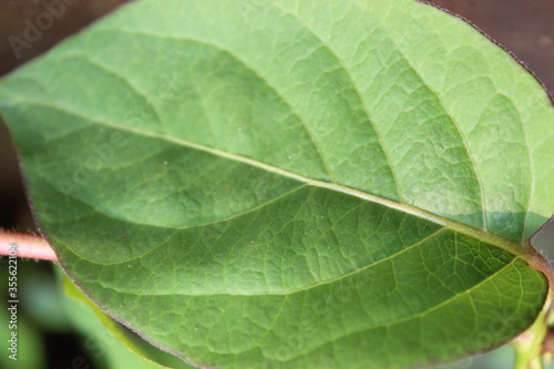 green leaf with trips Lonicera caprifolium leaf of Italian woodbine leaves Italian honeysuckle perfoliate woodbine green leaf