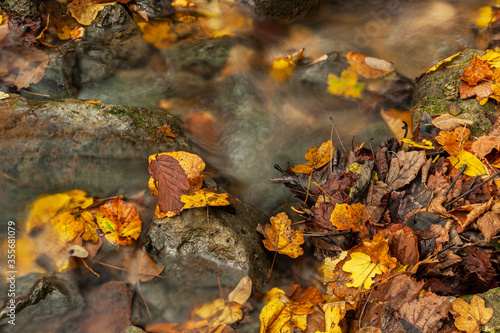 Close-up of fallen autumn leaves, crumpled and piled on the bank of a stream. Beech, locust tree and field maple. In autumn the woods are colored yellow, red and brown, bright and melancholy colors.