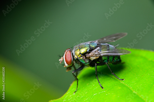 Macro Flies Blow fly Chrysomya megacephala, Green Bottle fly species in nature