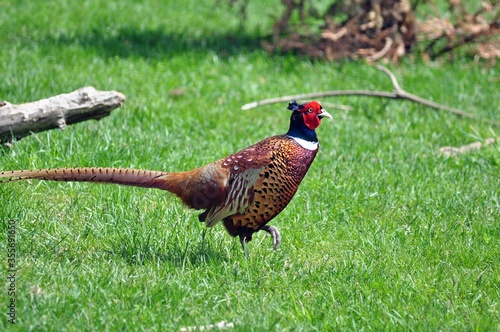 Pheasant on the green lawn