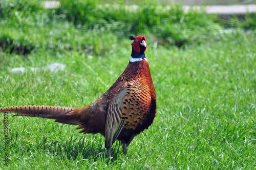 Common pheasant stands on the grass