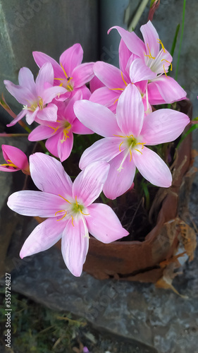 Pink rain lily flowers bokeh in flower gardening 