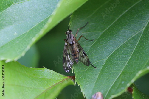 unbestimmte Schnepfenfliege