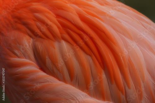 flamingo close ups