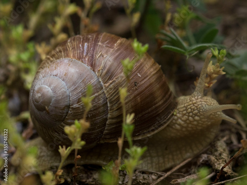 Ślimak winniczek – gatunek lądowego ślimaka