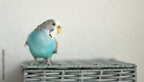 Animals - blue budgerigar on a gray basket on a white light background.