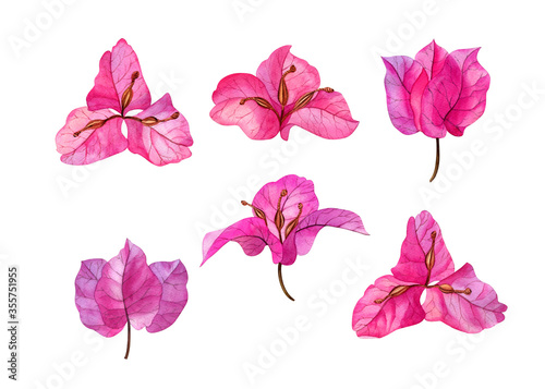 Watercolor hand drawn pink bougainvillea flowers. Can be used as print, postcard, invitation, greeting card, package design, textile, stickers.