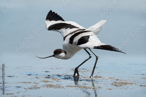 Pied avocet bird (Recurvirostra avosetta) in a beautiful pose of a defender, resembling a dance in blue lake.