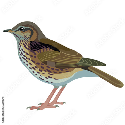 natural thrush bird, isolated object on white background, vector illustration,