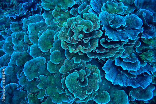 coral reef macro / texture, abstract marine ecosystem background on a coral reef