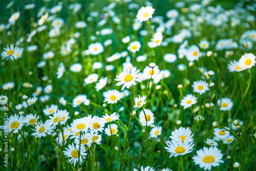 background, beautiful, beauty, bloom, blooming, blossom, botanical, bright, camomile, chamomile, closeup, colorful, czech, daisies, daisy, daisy flower, environment, field, flora, floral, flower, fres