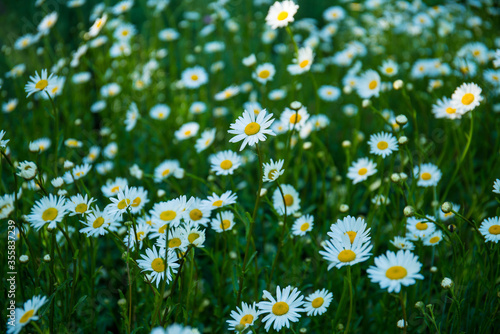 background, beautiful, beauty, bloom, blooming, blossom, botanical, bright, camomile, chamomile, closeup, colorful, czech, daisies, daisy, daisy flower, environment, field, flora, floral, flower, fres