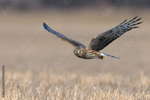 Northern Harrier (Circus cyaneus). Hen Harrier or Northern Harrier is long-winged, long-tailed hawk of open grassland and marshes.