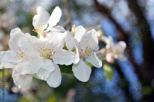 kwiat, wiosna, drzewo, jabłoń, przebudzenie 