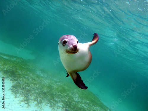 Australian sea lion grace underwater