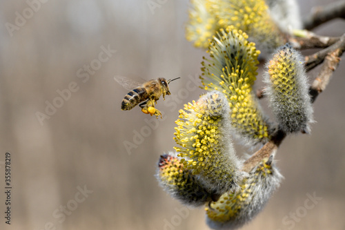 A honey bee pollinating a flower - close up view