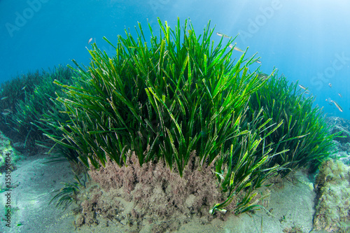Underwater prairie of Posidonia oceanica in the Mediterranean Sea with clear water and sunshine