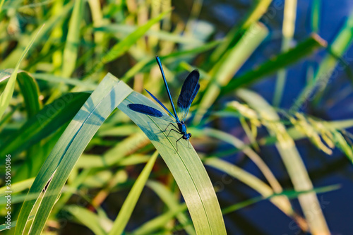 A bright blue dragonfly spread its membranous wings wide, sitting on a reed leaf near the water.