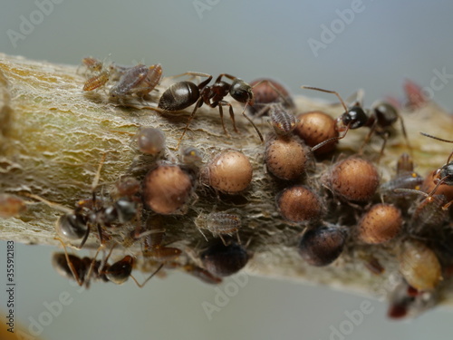 Współpraca mszycy i mrówek