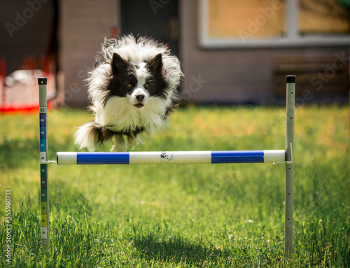 Trening border collie