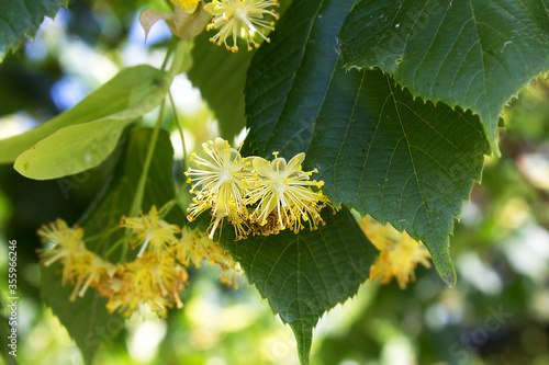 yellow flowers of linden tree honey production homeopathy herbal medicine concept