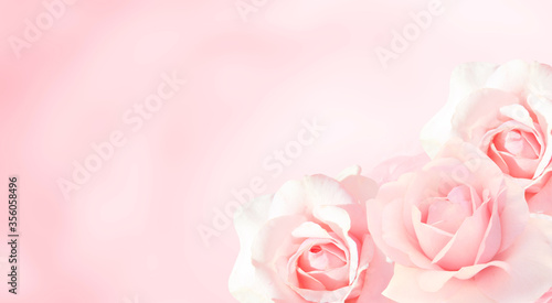 Banner with three pink roses